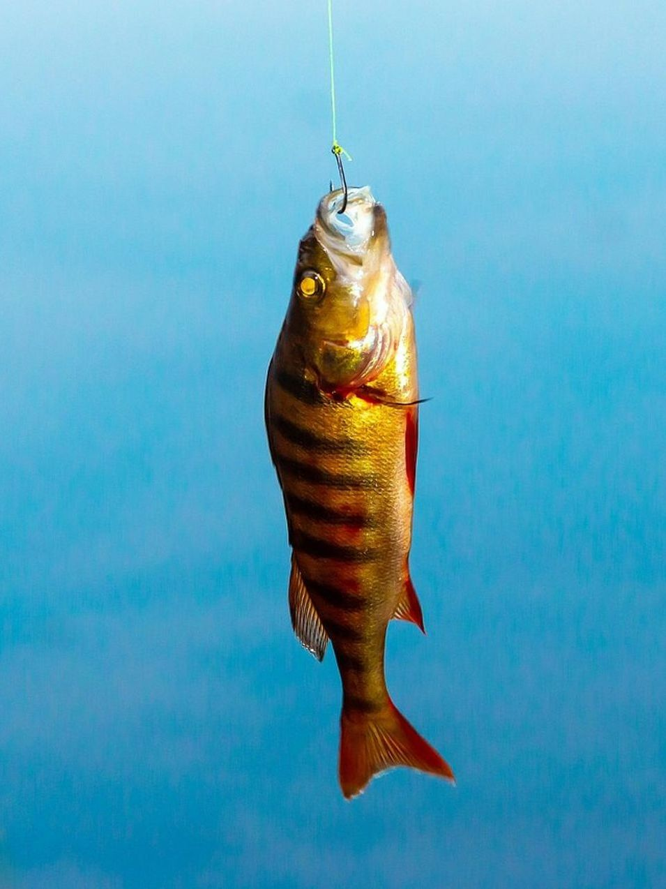 দ্বিগুণ সুবিধা